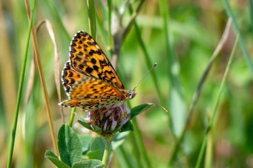 Réf. 324 120 : Melitaea didyma